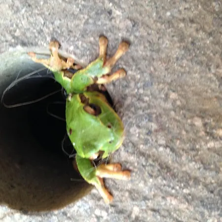 Macesina カントリーハウス Bedizzole